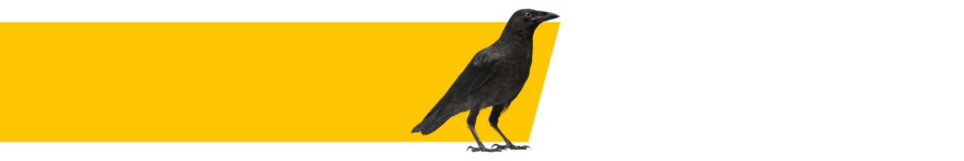 50% progress bar with crow and gold angled bar.