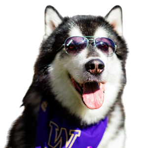 Dubs with sunglasses